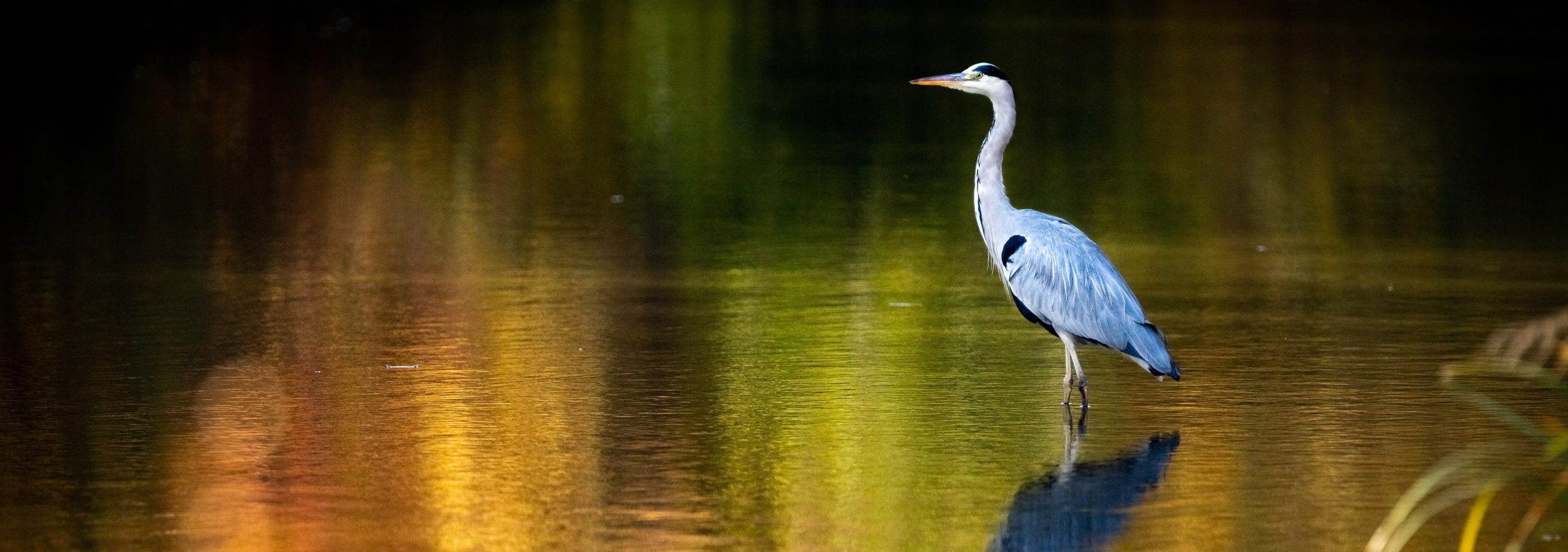 Héron