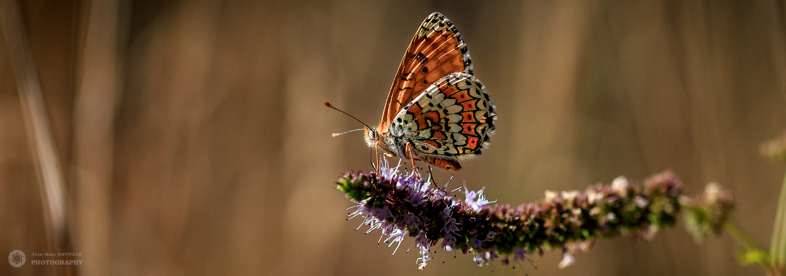 Papillon