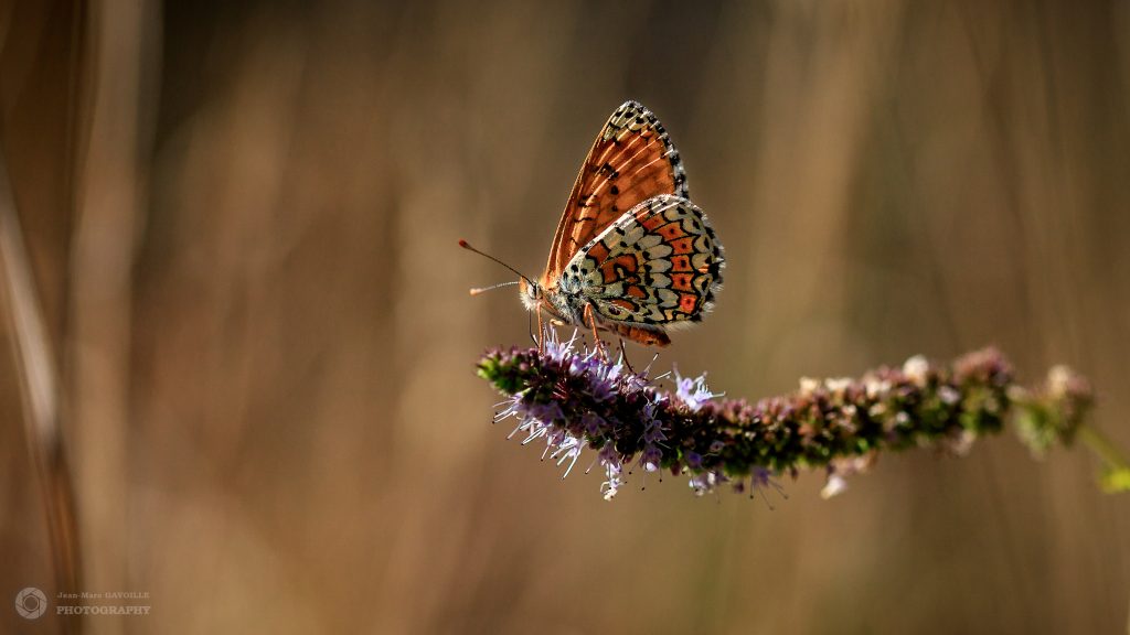 Papillon